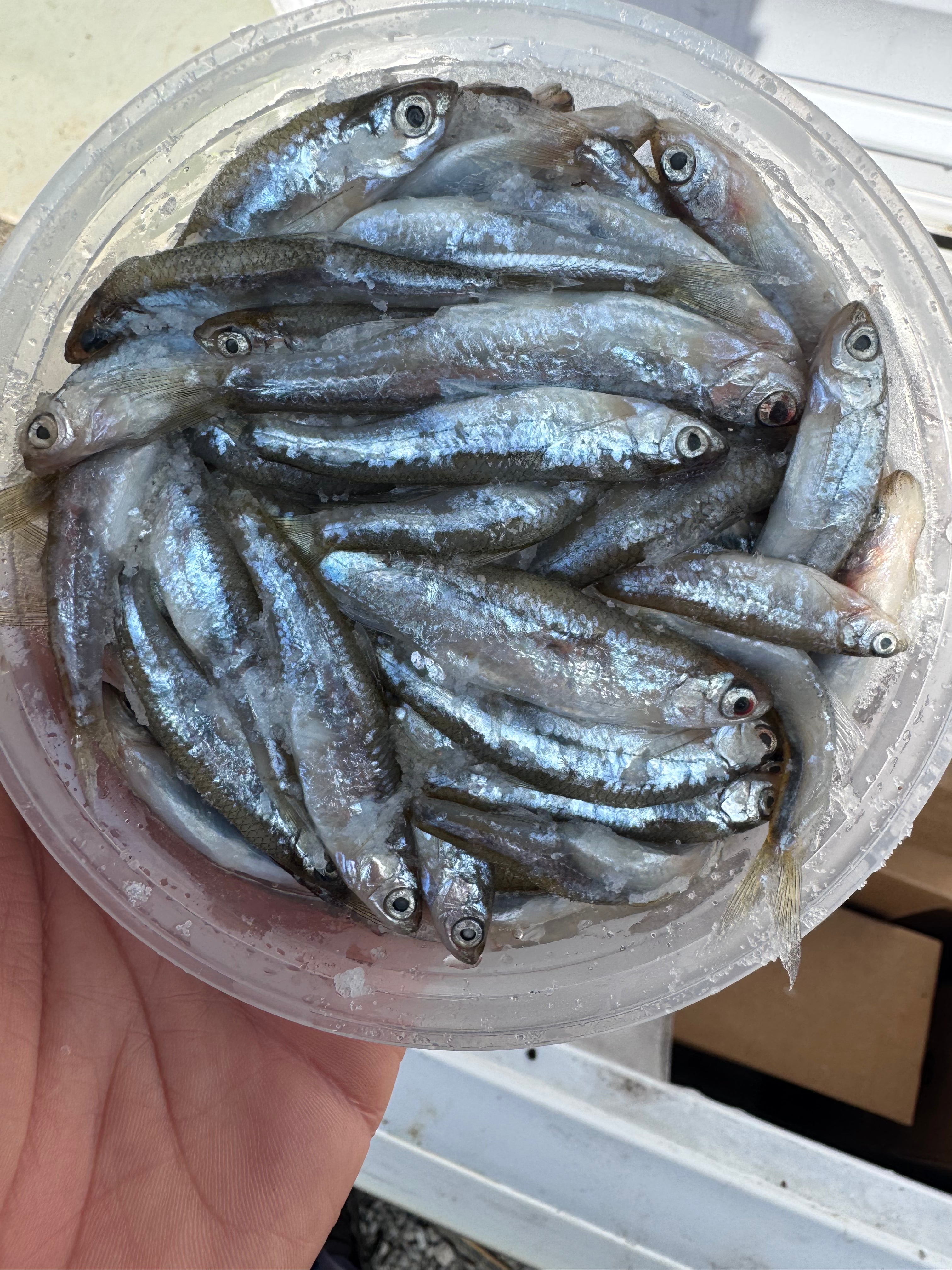 Shiner Minnows (Frozen, Salted)