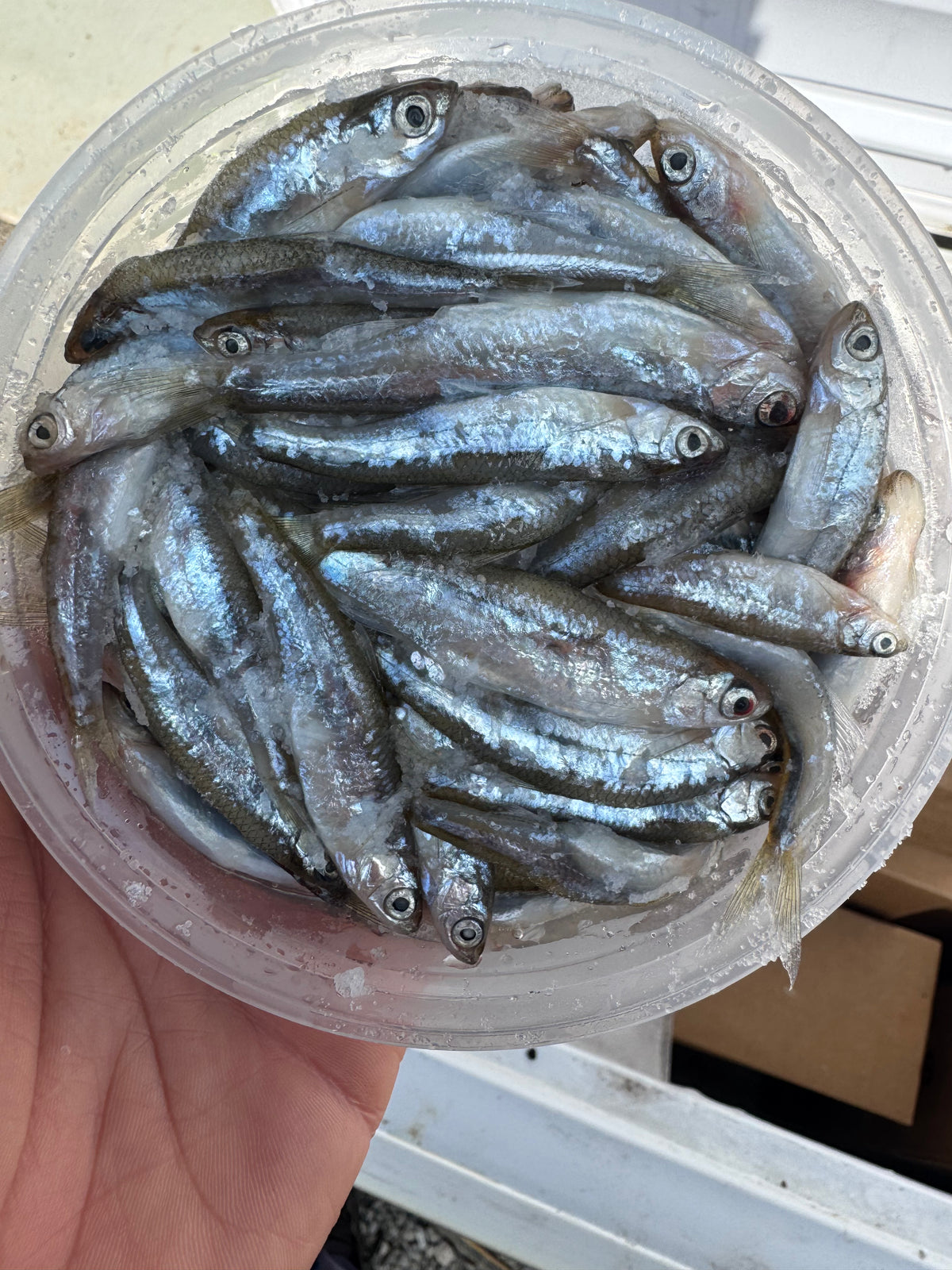 Shiner Minnows (Frozen, Salted) – Verns Minnows