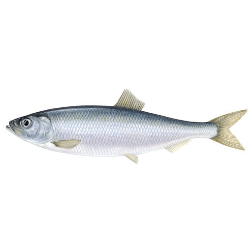 Herring, 6pk