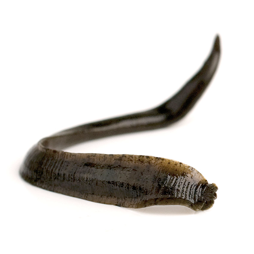 Leeches
