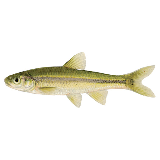 Minnows By The Dozen